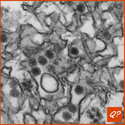 Quizvraag Virus Ziektes Muggen 1749
