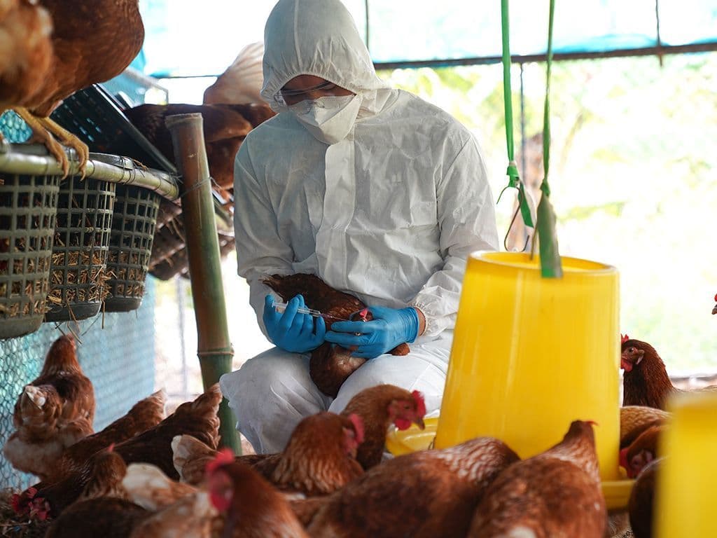 Enkele jaren geleden werd Europa opgeschrikt door het vogelgriepvirus dat ook menselijke slachtoffer kon maken. Wat is de wetenschappelijke naam van deze gevaarlijke ziekte?