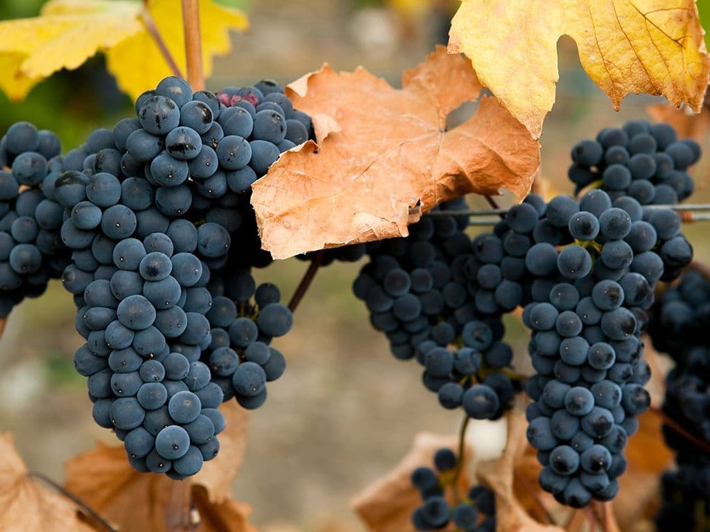 Het is de enige druif die wordt gebruikt bij de productie van Beaujolais-wijn. De naam is afkomstig van een gehucht bij Puligny-Montrachet in Bourgondië. Hij heeft zich perfect aangepast aan de granietachtige bodem van de Beaujolais-streek. De soort brengt blauwe druiven voort met wit sap, zacht en fruitig. De wijn kan jong gedronken worden. Welke druivensoort?