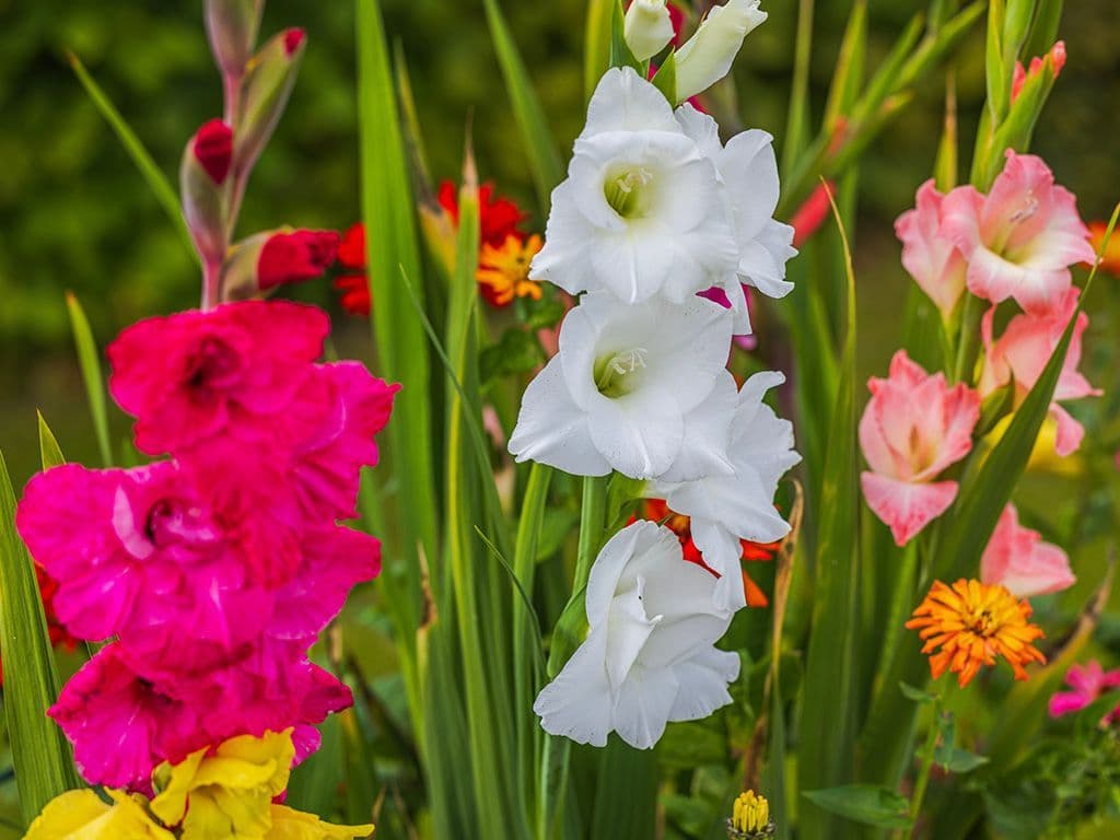 We zoeken de naam van het plantengeslacht van vaste planten uit de lissenfamilie. De planten worden ook wel zwaardlelie genoemd. De planten worden ook wel zwaardlelie genoemd. De stengels zijn over het algemeen niet vertakt. Ze bevatten één tot negen zwaardvormige, gegroefde bladeren, die worden omgeven door een omhulsel. Welk plantengeslacht zoeken we?
