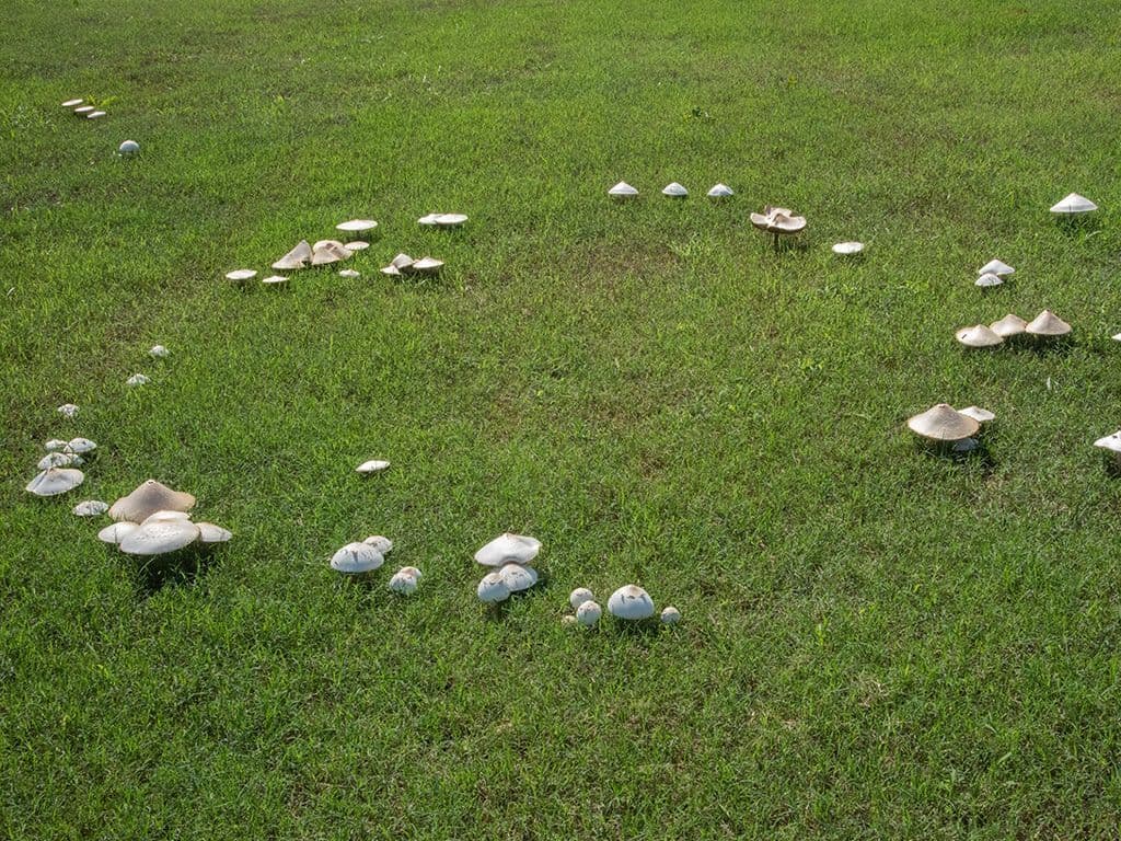 We zien een afbeelding met een natuurlijk voorkomend fenomeen. Verschillende paddenstoelen vormen een cirkel. Al die paddenstoelen zijn afkomstig uit dezelfde zwamvlok. Hoe noemen we zo’n paddenstoelencirkel?