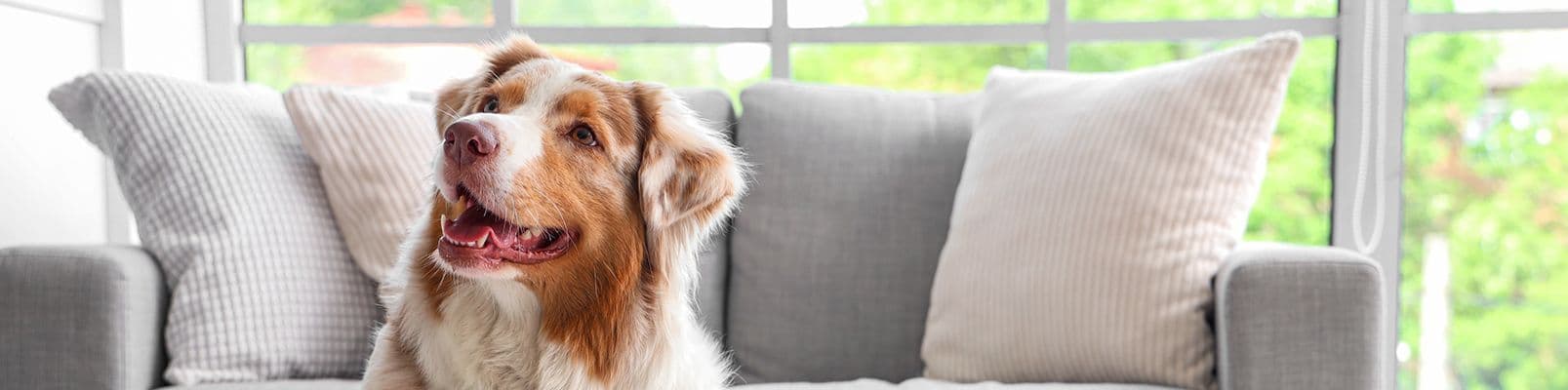 Honden