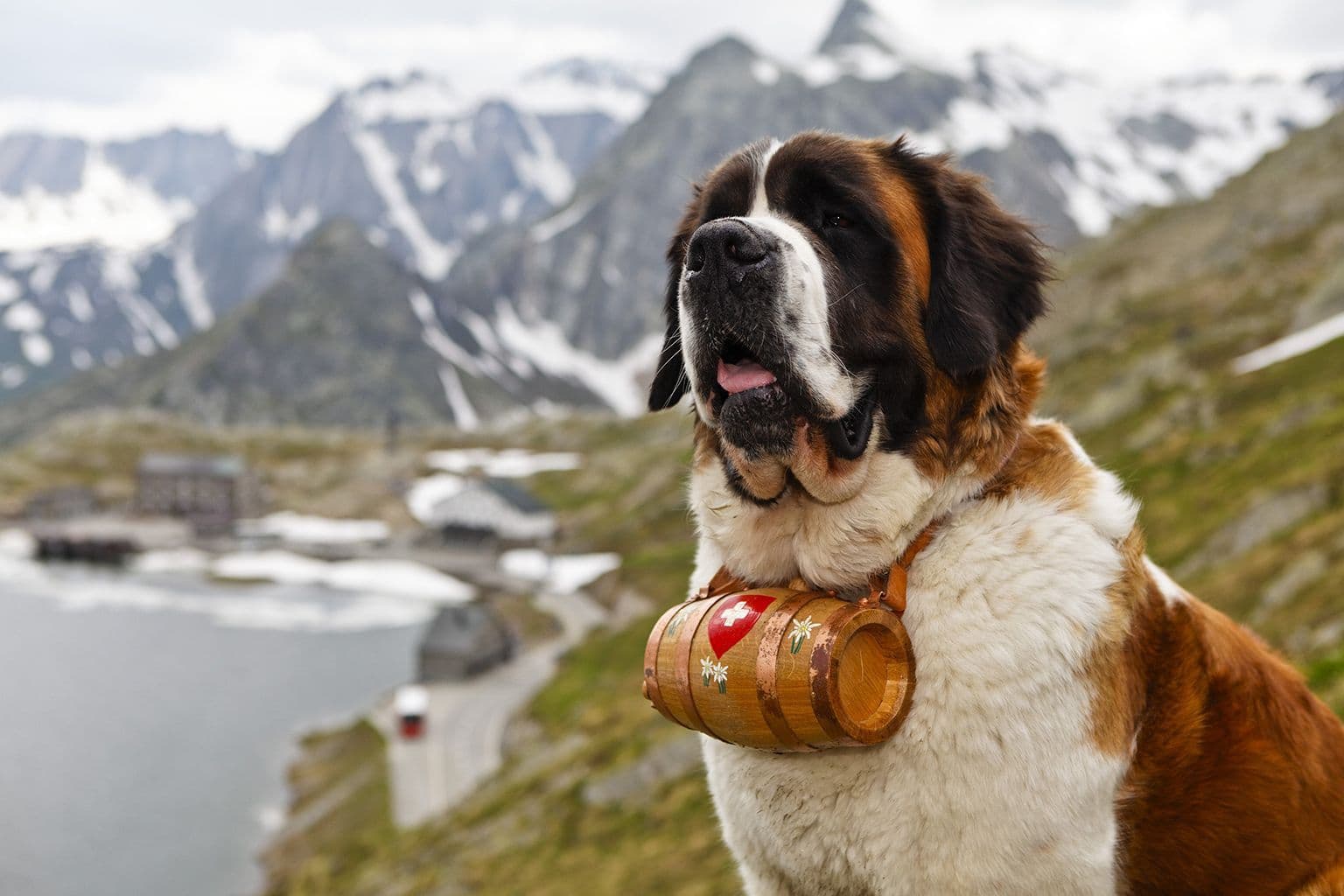 Honden
