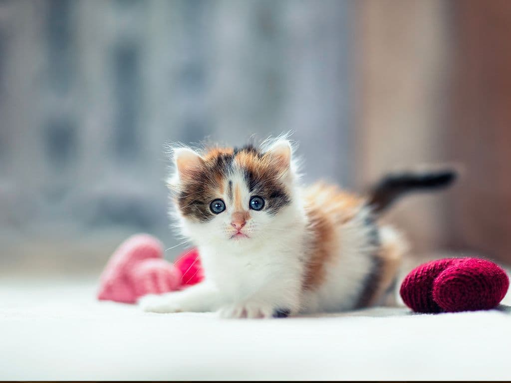 Hoe wordt een jonge kat genoemd?