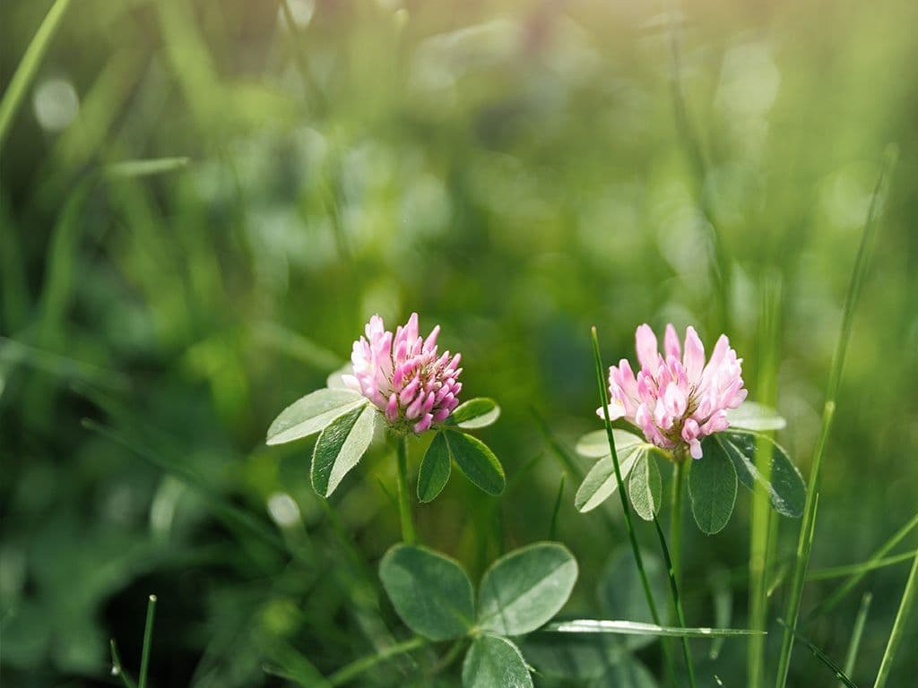Dat planten goed zijn voor het klimaat weten we allemaal. We zijn op zoek naar de
naam van een plantengeslacht uit de vlinderbloemenfamilie. De meer dan
tweehonderd soorten groeien hoofdzakelijk in gematigde en subtropische streken van
het noordelijk halfrond, maar ook in de bergen in de tropen. Ze hebben drietallige
bladeren met steunblaadjes aan de voet van de bladsteel. De vaste soorten hebben
vaak kruipende of opstijgende stengels.