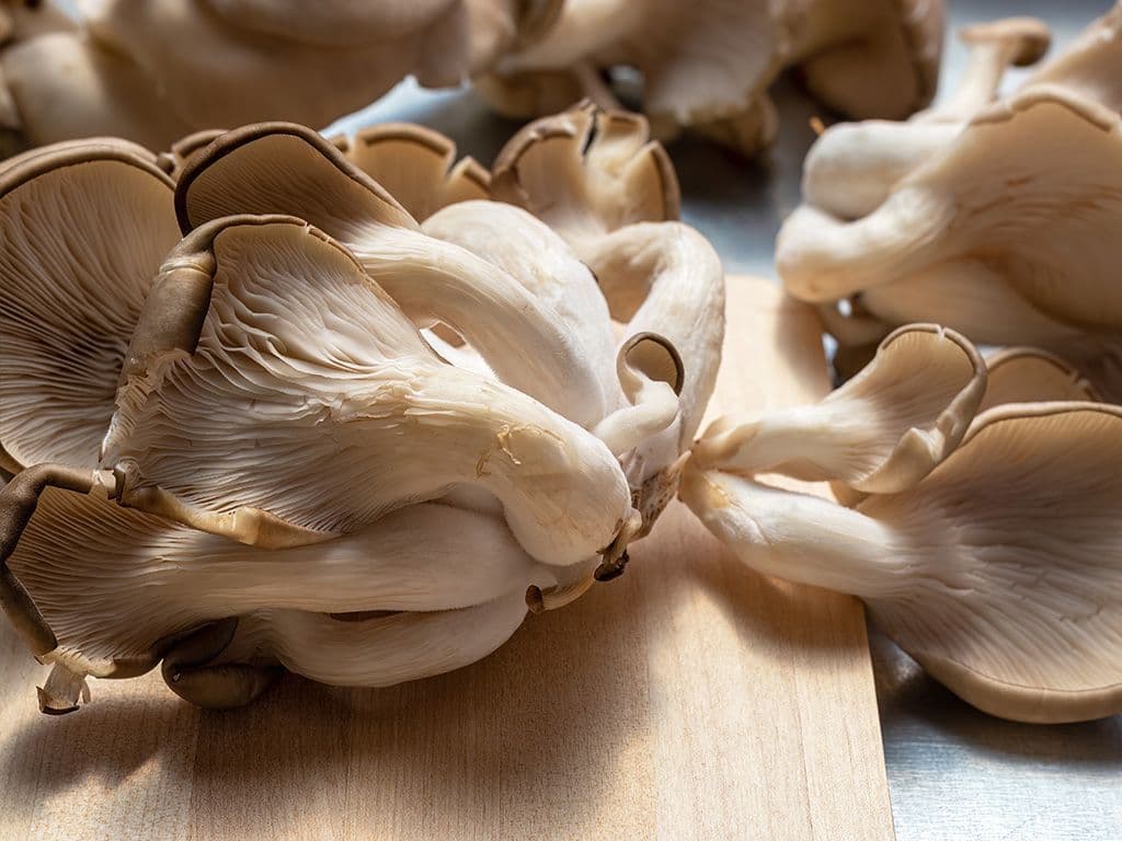 Wat is de naam van deze paddenstoel? De soort komt algemeen voor op stammen van loofbomen waar ze in groepen zijn gerangschikt. Vooral op de beuk zitten ze vaak.  Ze hebben een laag vochtgehalte en zijn beperkt houdbaar. Tijdens het bakken verliezen ze weinig vocht.
