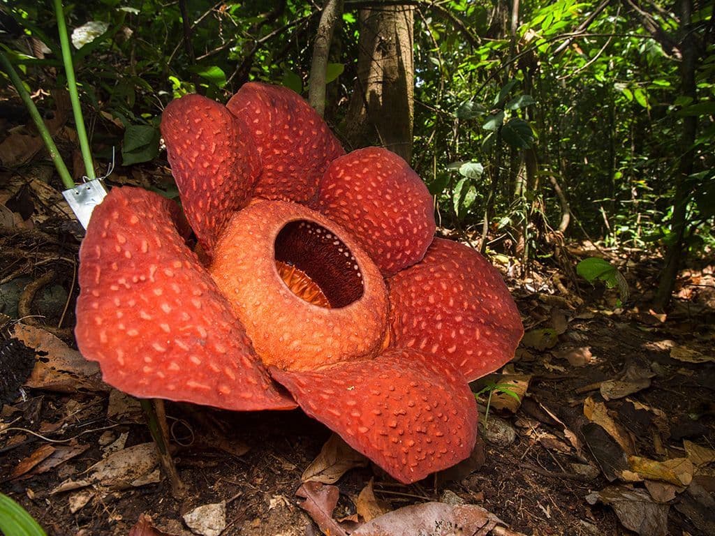Deze woekerplant parasiteert op andere planten, waarbij de wortels in deze planten groeien. Hij heeft geen bladeren en bijna geen stengel. De gespikkelde bloemen kunnen een diameter tot 100 cm hebben en tot 10 kg wegen. Het plantengeslacht komt voor in Zuidoost-Azië op Malakka, Indonesië, Borneo, Sumatra en de Filipijnen, en telt meer dan 20 soorten. Het geslacht is genoemd naar zijn ontdekker. Welk plantengeslacht?