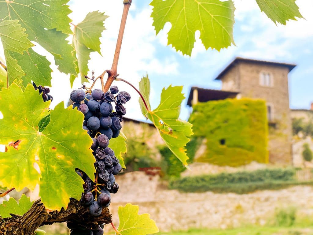In Toscane wordt de Chianti wijn gebrouwen. Deze wordt voor 80 tot 100% van 1 soort druif gemaakt. Welke?