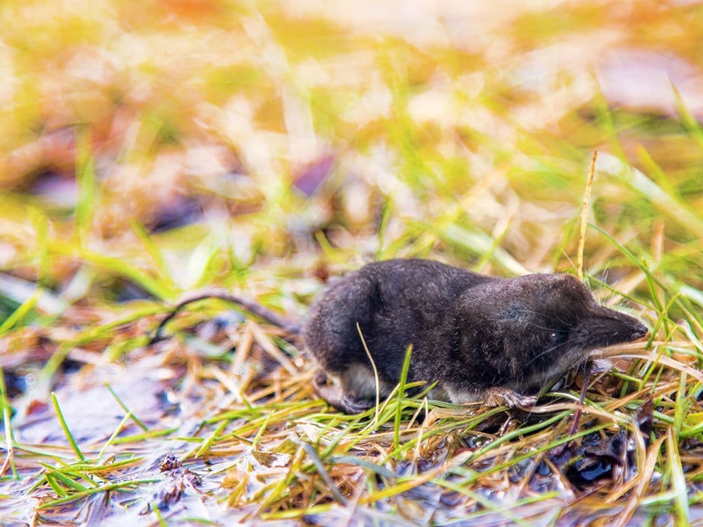 Tot welk mirakel dat Jezus ooit volbracht, is ook de Amerikaanse waterspitsmuis in staat?