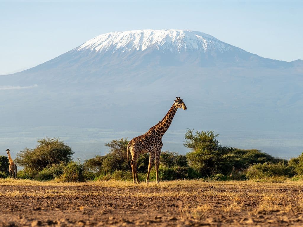 Kilimanjaro