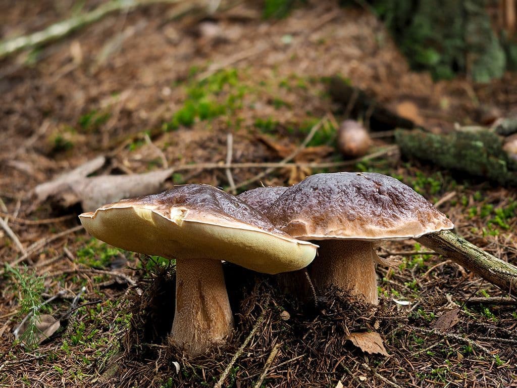 We zoek de naam van deze paddenstoel. Zijn hoed, die wat op een sandwich lijkt, is aan de onderkant bedekt met een netwerk van fijne buisjes in plaats van de lamellen waar de sporen op zitten. Welke boleet, die men vaak in dennenbossen aantreft, is dit?