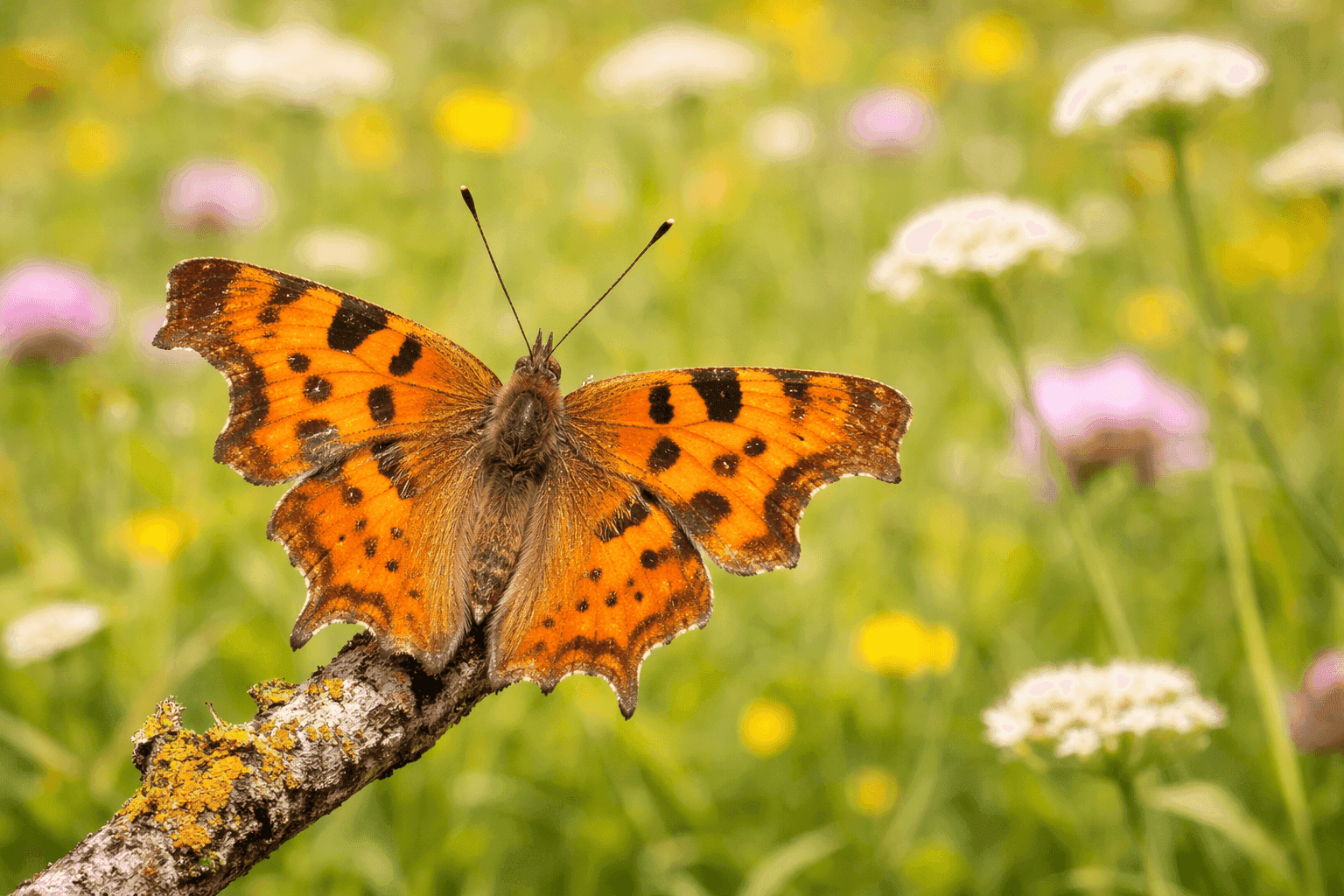 Deze opvallende vlinder heeft oranjerode vleugels met zwarte vlekken en sterk gekartelde randen. Op de onderzijde lijkt hij op een dor blad, waardoor hij perfect gecamoufleerd is wanneer hij met gesloten vleugels rust. Welke vlinder is dit?