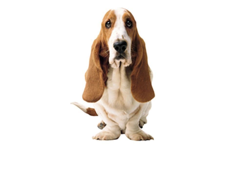 Welk Amerikaans schoenenmerk is in 1958 gestart als internationaal merk van eigentijdse schoenen voor mannen, vrouwen en kinderen? Hun logo is een Basset Hound.