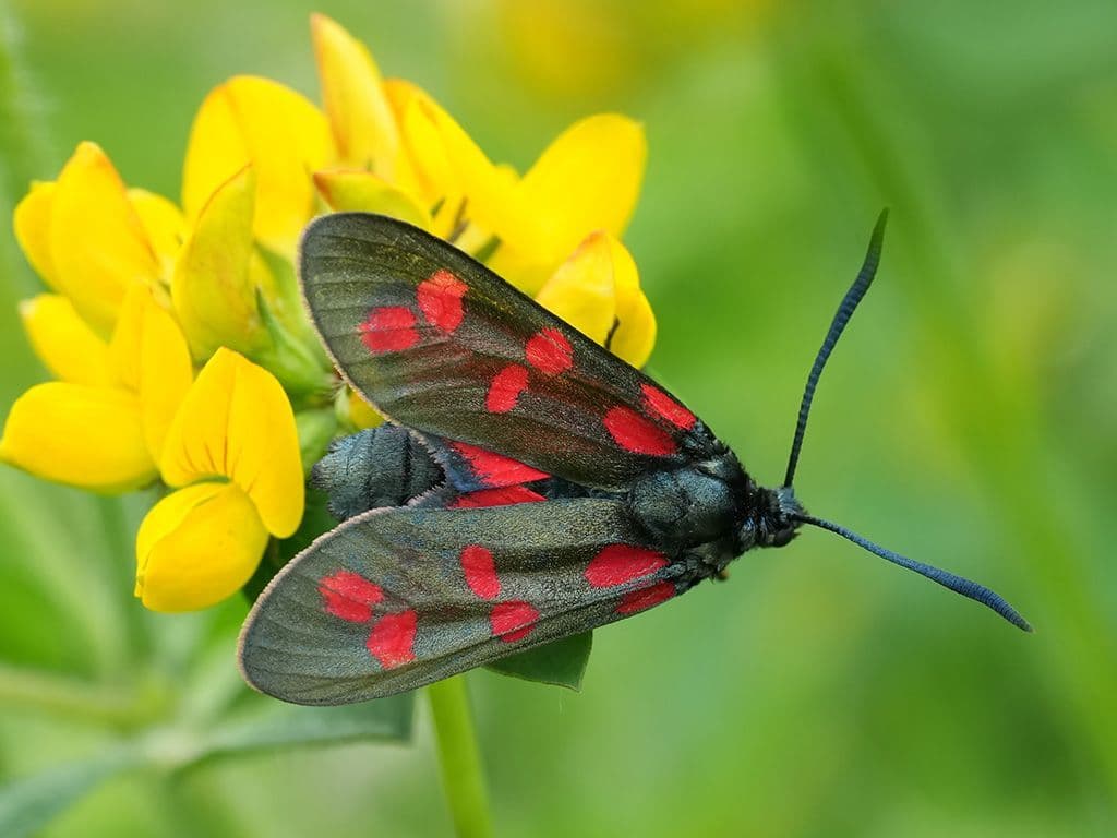De Zygaena filipendulae is een opvallende, dagactieve nachtvlinder uit de familie Zygaenidae, ook wel bekend als de bloeddropjes. Deze vlinder staat bekend om zijn helderrode vlekken op een donkere achtergrond, wat een waarschuwing is voor roofdieren. Weet jij de Nederlandstalige naam van deze vlinder?
