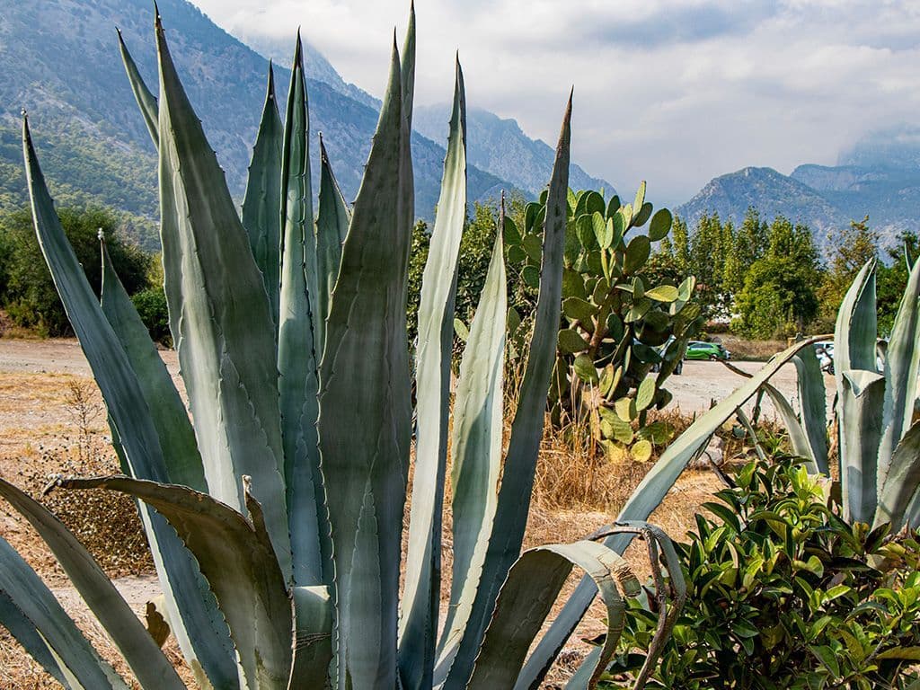 Dit geslacht van vetplanten komt van nature voor in Amerika, met name in Mexico. Er is weinig of geen overeenstemming over welke planten exact tot dit geslacht behoren, of in welke familie het geplaatst moet worden. De bekendste toepassingen zijn als zoetmiddel in siroopvorm en als basissap voor tequila. Naam graag van dit plantengeslacht?