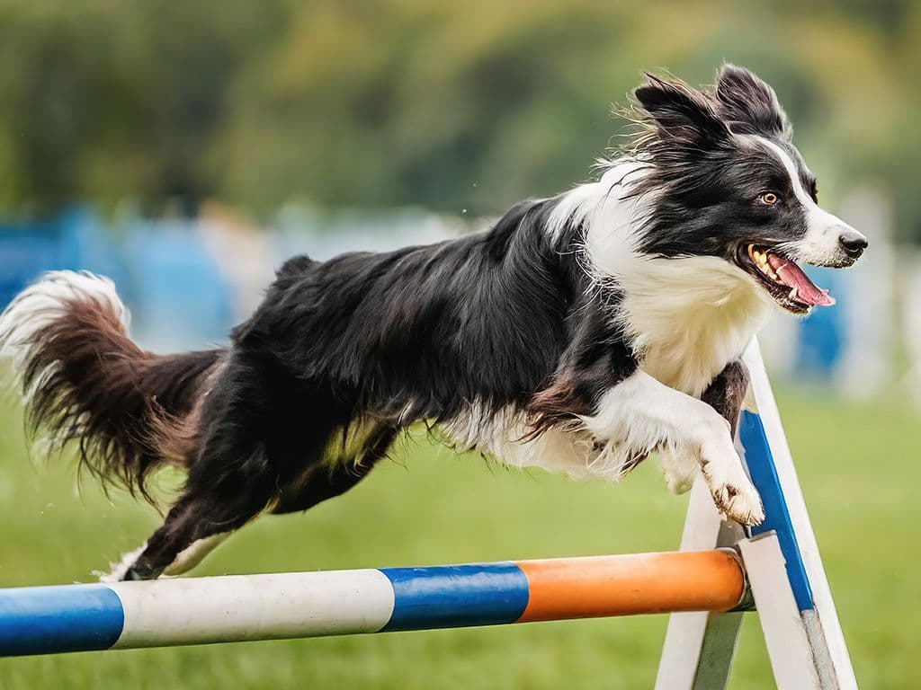 Voor de meeste baasjes en hun hond is het een vorm van ontspanning, maar er bestaan ook kampioenschappen van. De hond moet in zo'n kort mogelijke tijd een parcours afleggen met hindernissen. Wat is de Engelse benaming van deze hondensport?