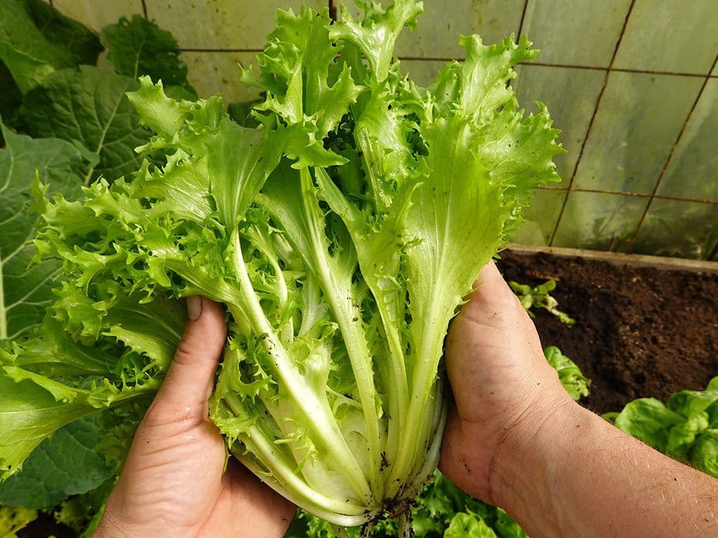 We zoeken de naam van deze plant die tot de slasoorten behoort en nauw verwant is aan witlof. In de handel vindt men twee soorten. De groente heeft een licht bittere smaak. De groente kan rauw of gekookt worden gegeten, apart of als stamppot