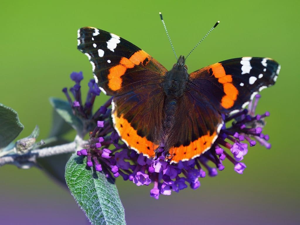Naast het koolwitje is de vlinder die u hier op de foto ziet één van de meest voorkomende vlinders in de Belgische tuin. Deze trekvlinder is met een vleugelspanwijdte van 5 tot 6 centimeter een vrij grote vlinder. De prachtige rood, wit en zwarte kleurschakeringen op de vleugels zijn een lust voor het oog van iedere natuurliefhebber. Naam graag van dit diertje.