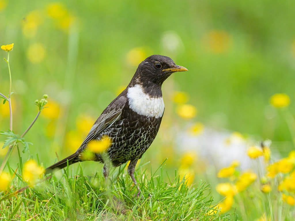Deze vogel lijkt qua grootte en postuur sterk op de merel. Het mannetje heeft een zwart verenkleed met op de borst veren met lichte randen. Meest opvallend is een brede witte streep op de borst, die de naam van de vogel verklaart. Die verwijst immers naar een kledingstuk dat momenteel vooral nog door de magistratuur en de advocatuur wordt gedragen. Hoe heet deze
zangvogel?