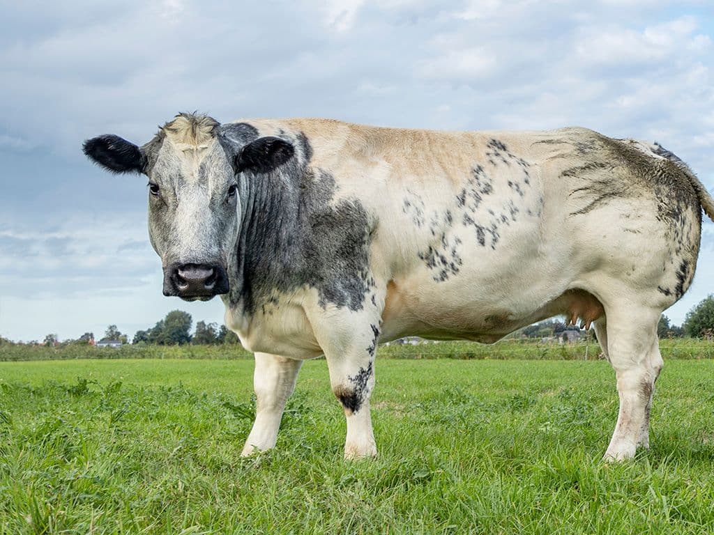 Reeks 6, voor 1 punt: Welke ver over de grenzen bekend,om z’n vlees gefokt runderras, zien we hier?
