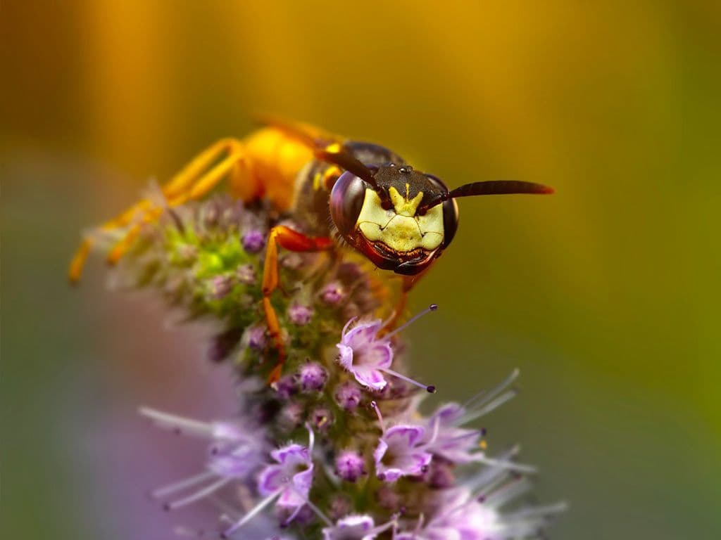 De Philanthus triangulum is een graafwesp, die niet in een nest woont, maar solitair leeft. Het is een grote wesp, maar de mannetjes blijven veel kleiner dan de vrouwtjes. Hij dankt zijn naam aan het feit dat hij bijen vangt. Wat is de Nederlandse naam van deze wespensoort?