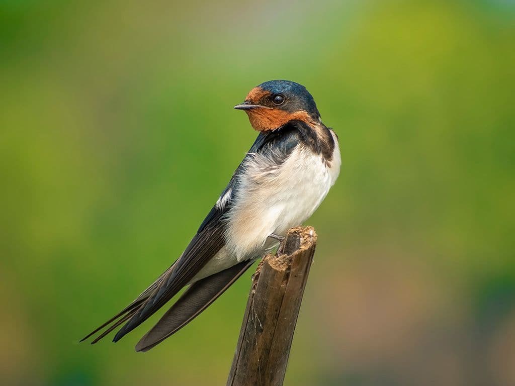 Wat is de volledige naam van deze vogel? Het is de meest wijdverspreide soort van zijn familie. De vogel is een opvallende verschijning door zijn blauwzwarte verenkleed met lange buitenste staartveren en door zijn grote wendbaarheid in de vlucht tijdens de jacht op vliegende insecten. Een groot deel van zijn leven brengt hij in de lucht door. Het is een trekvogel die grote afstanden aflegt.