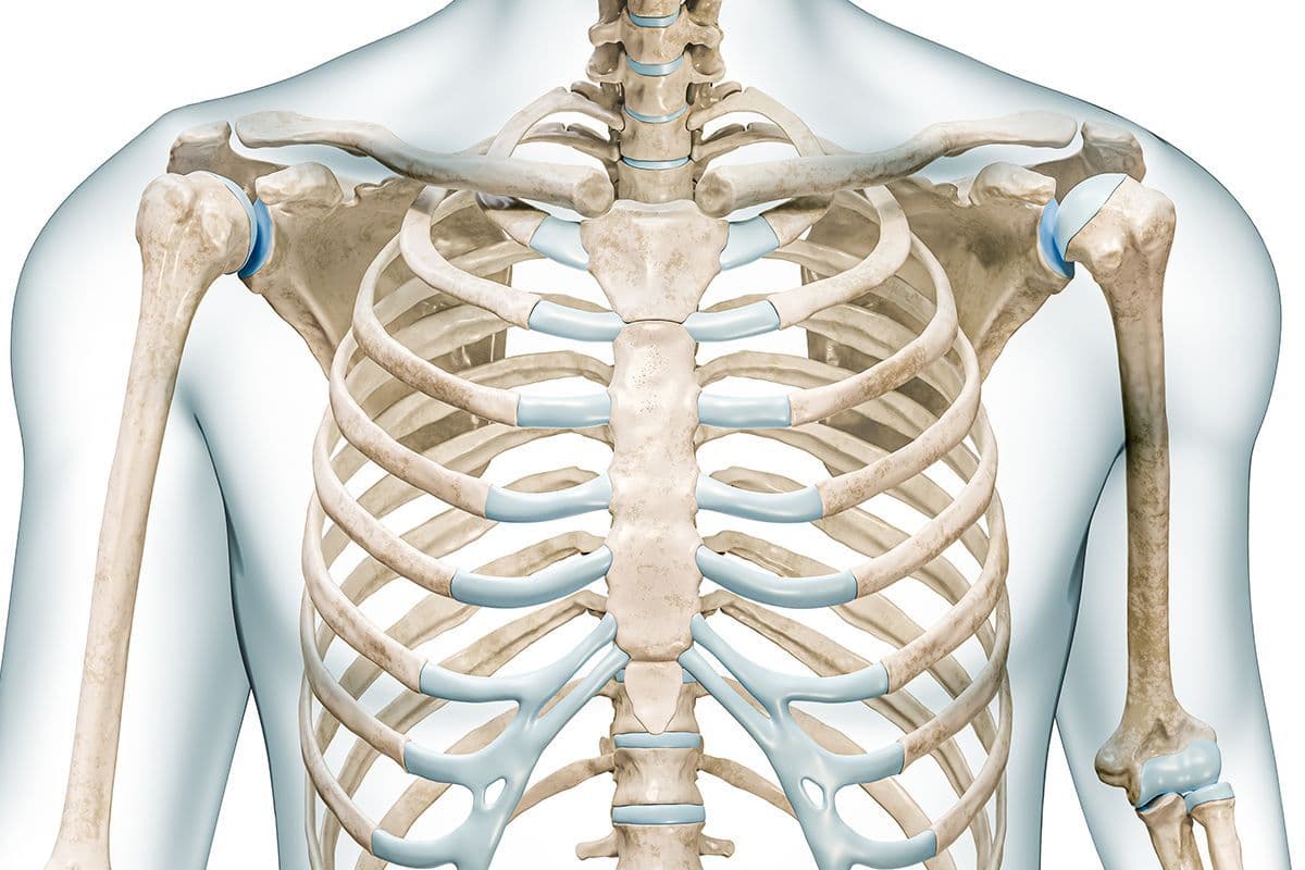 Onder welke naam is het sternum beter gekend?