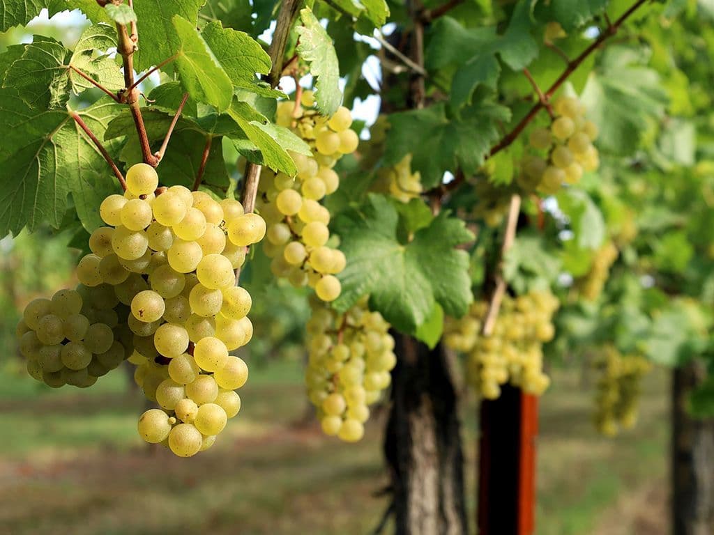 Volgens de AOC (appellation origine controlée) -Champagne zijn er 6 druivensoorten die mogen gebruikt worden om Champagne te maken. De 3 minst gebruikte druiven zijn de pinot blanc, arbane en petit meslier. Zij vertegenwoordigen slechts 1% van de wijngaarden. Van de 3 meest gebruikte druivensoorten is er slechts 1 witte druivensoort. Er bestaan tientallen synoniemen voor deze druivensoort zoals aubaine, beaunois, weisser clevner of melon blanc. Wat is de authentieke naam van deze druivensoort?