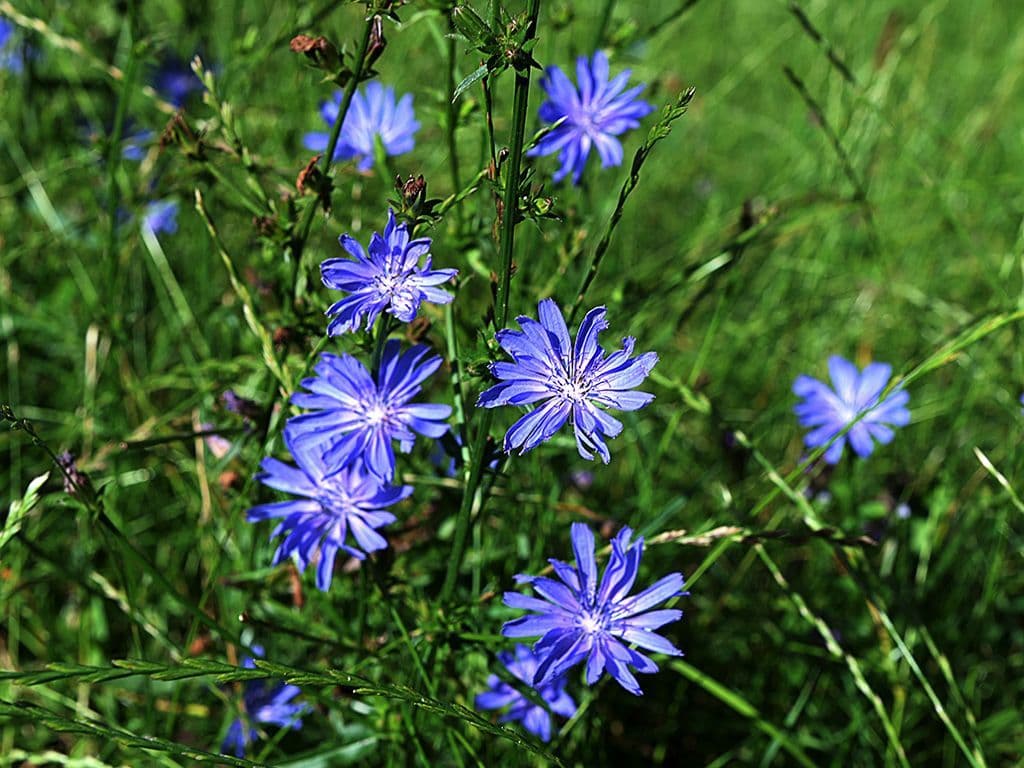 Van welke plant zien we hier de wilde variant afgebeeld?
In vroegere tijden werd de wortel van deze plant gebruikt voor de bereiding van een koffie-achtige drank. Later hebben veredelingen en kruisingen geleid tot de meer bekendere groenten: andijvie, groenlof en ook witlof.