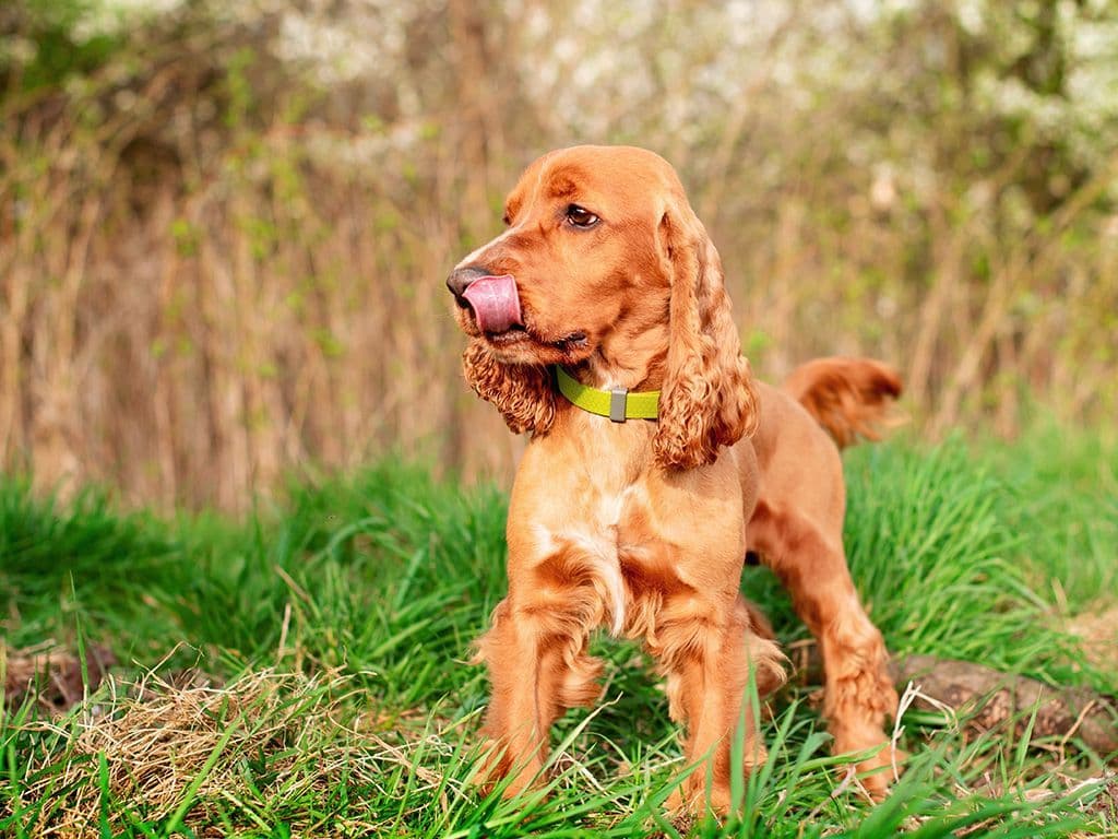 Deze schattige viervoeter is een ijverige, actieve, en krachtige jachthond. Het is een
kindvriendelijk en altijd vrolijk en energiek hondenras. Allemaal gemakkelijk op te
sommen maar van welk hondenras zien jullie hier een afbeelding?