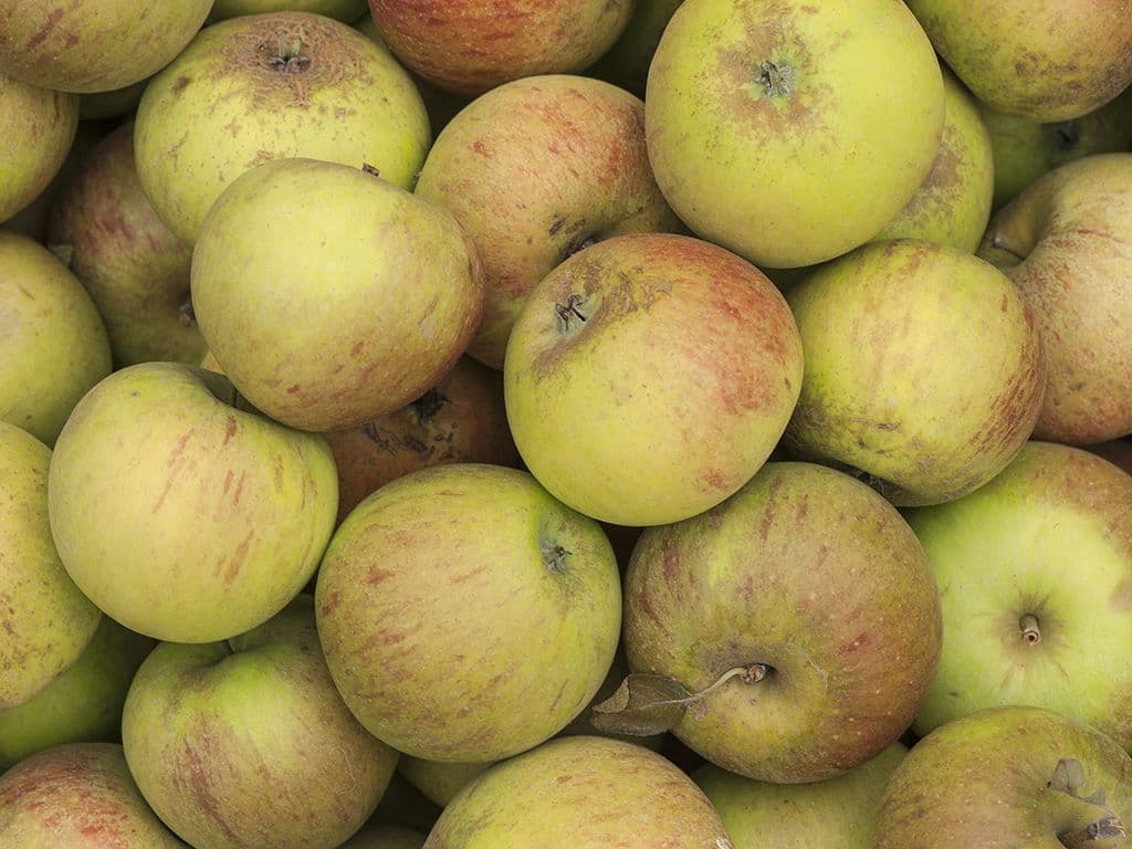 We zoeken de 3-letterige naam van een kleine, bleekgroene appel, die bij het rijper worden geelgroen kleurt, met oranjerode blos en strepen. In de volledige naam staat er na die 3 letters ook nog Orange Pippin.