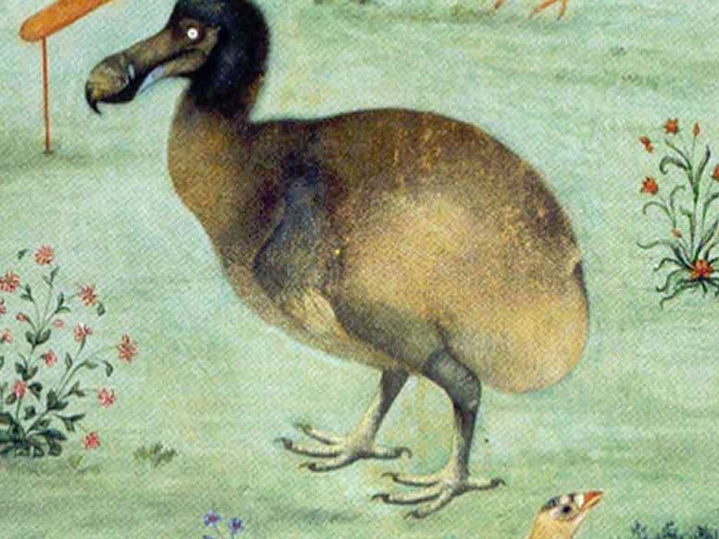 We zoeken de naam van een uitgestorven vogel die leefde in de bossen op het eiland Mauritius. Het dier was ongeveer een meter hoog en kon venijnig van zich afbijten met zijn grote snavel. Verder zou hij vrij hulpeloos zijn geweest, deze vogel kon namelijk niet vliegen. Moest het iets helpen, de Latijnse benaming voor deze uitgestorven vogel is Raphus cucullatus.