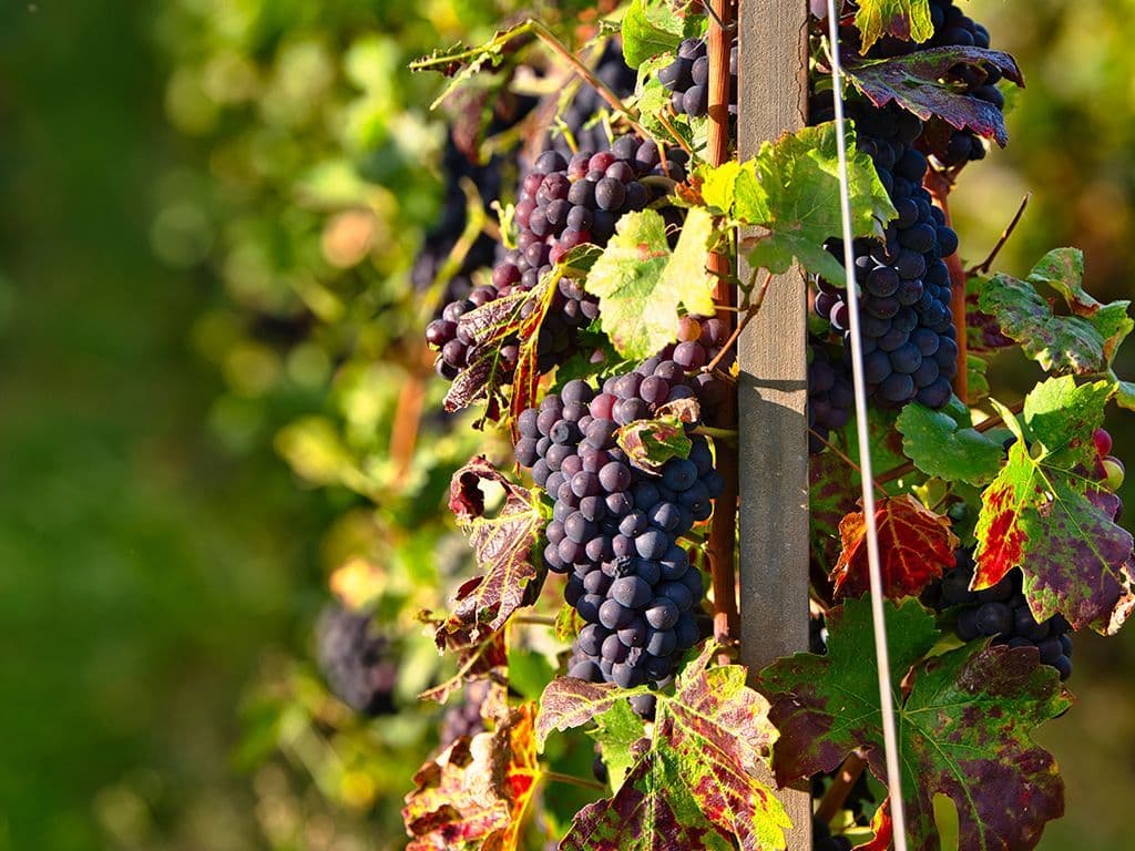 Champagne wordt veelal gemaakt van een mengsel van het sap van blauwe en witte druiven. Er zijn 7 druivenrassen toegestaan, maar 3 daarvan worden het meest gebruikt. Welke 3?