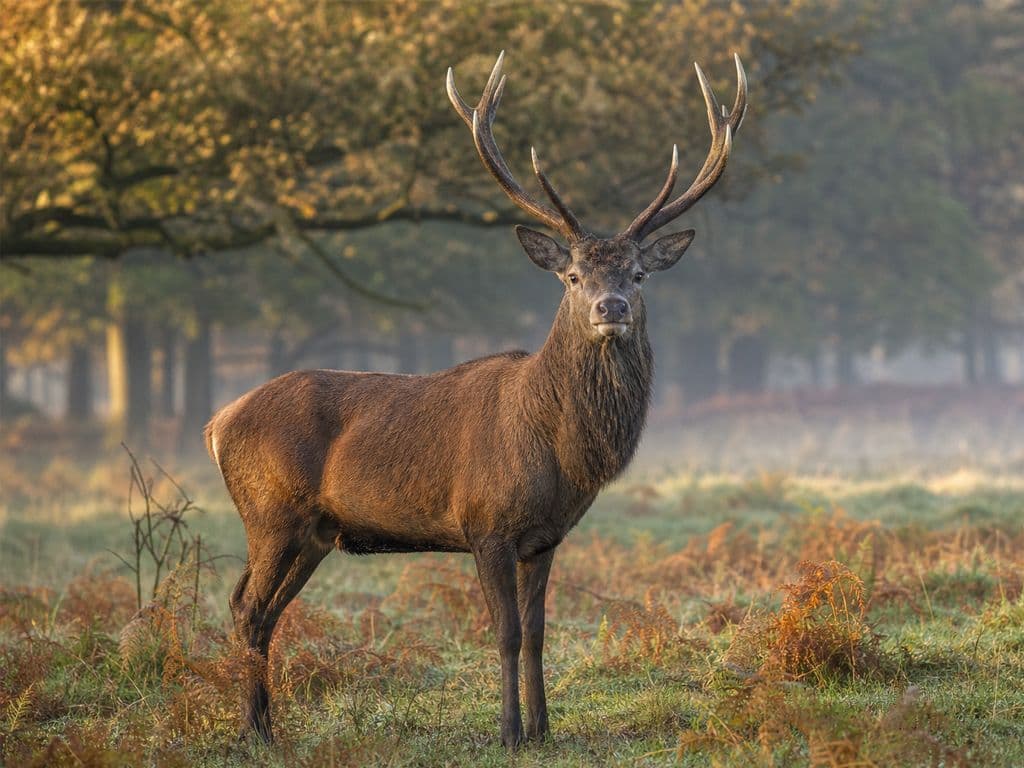 Edelhert in het wild