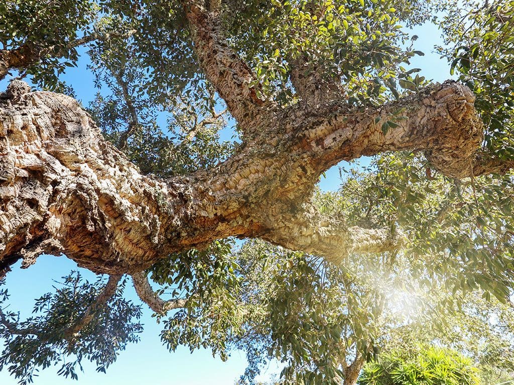 Welk geslacht van loofbomen wordt met de Latijnse benaming Quercus genoemd? Er bestaan Portugese, Mongoolse, Amerikaanse, Winter en Zomerversies van.