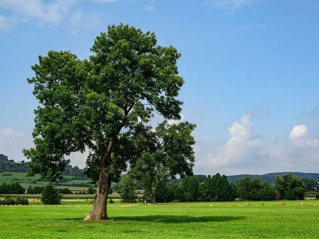 Op foto zie je een Fraxinus excelsior. Het is een snelgroeiende loofboom waarvan de bladeren oneven geveerd zijn en bestaan uit 7 tot 13 deelblaadjes. Het stuifmeel is voorzien van vleugeltjes wat helpt bij de verspreiding. Het hout is lichtgekleurd en heeft een zekere elasticiteit, wat het geschikt maakt voor gymnastiektoestellen. Welke loofboom is dit?