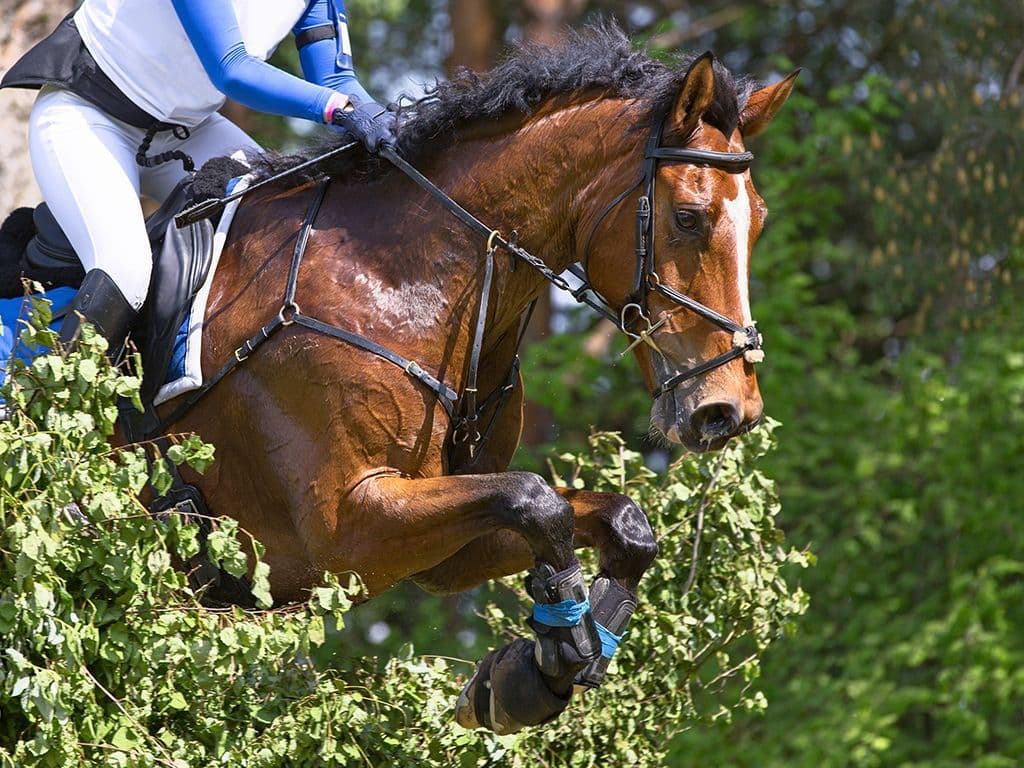 We zoeken een discipline in de paardensport waarbij de verschillende aspecten van de training aan bod komen. Het werd voorheen 'military' genoemd. De combinaties moeten een dressuurproef, een terreinproef en een springparcours rijden. De combinatie die de minste strafpunten behaalt over de drie onderdelen is de winnaar.