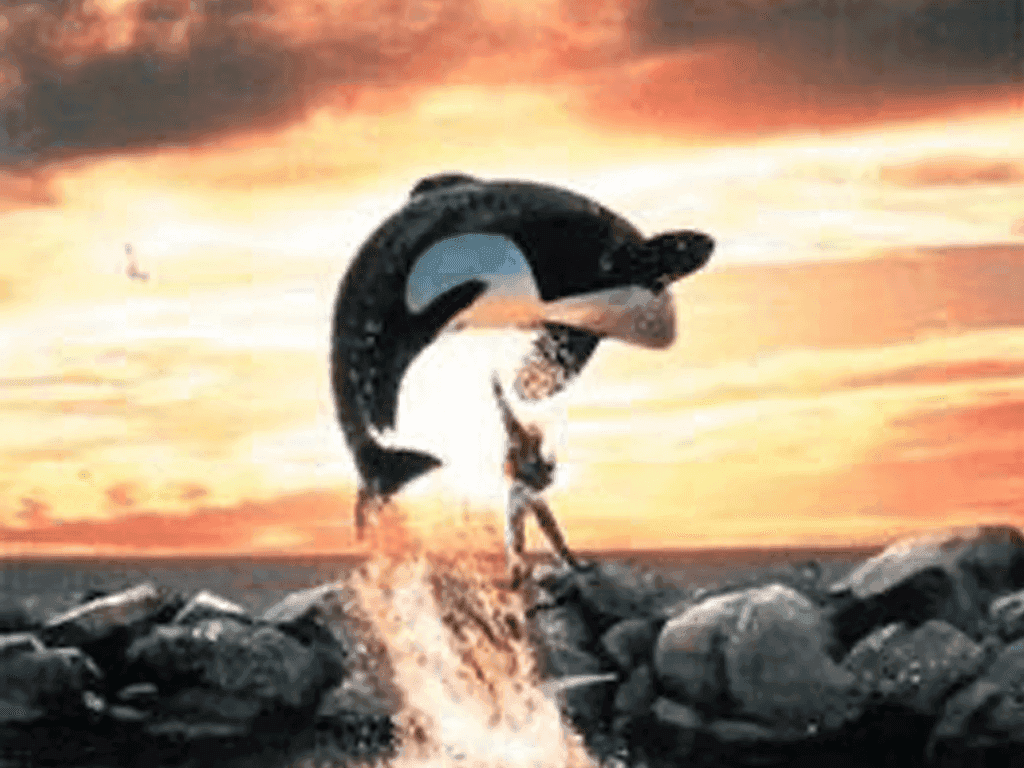 Ondertussen is het al van 1993 geleden dat de film Free Willy in de cinema draaide. Deze orka, wereldberoemd als Willy, speelde de hoofdrol. Weten jullie wat de echte naam is van deze orka?