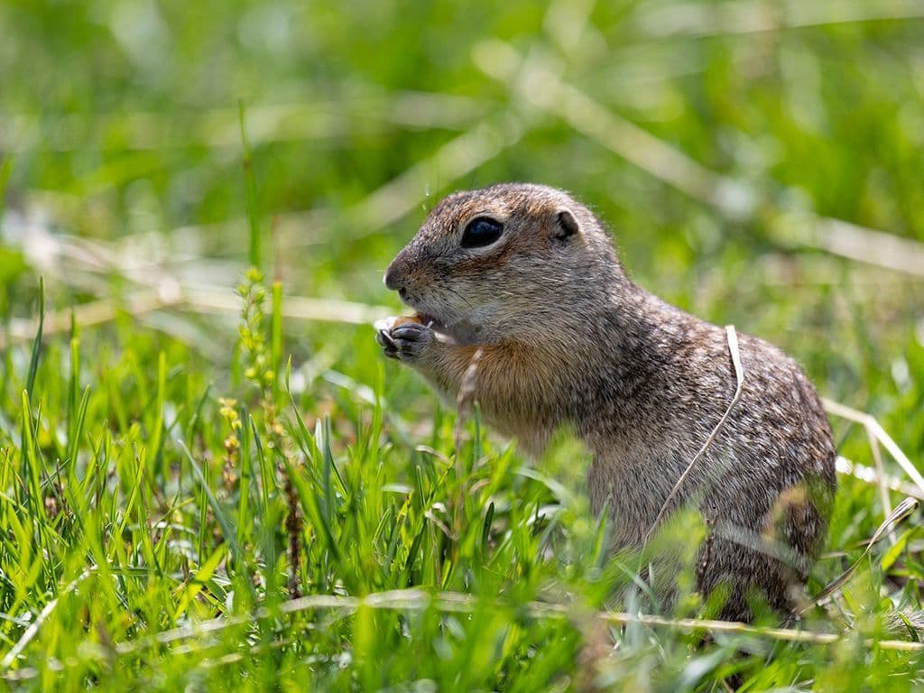De gevlekte Soeslik is een bedreigde diersoort in Albanië. Hij
lijkt sterk op de Siesel maar heeft lichte roomwitte vlekjes op zijn lichaam. Tot welke familie behorend tot de orde der knaagdieren behoort deze soort?