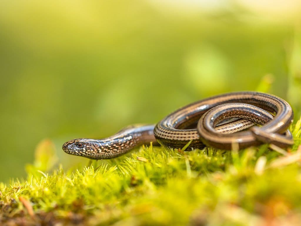 Wat is de naam van deze pootloze hagedis? Het is een bodembewoner die een verborgen leven leidt tussen de bladeren en takken in de strooisellaag. Het is doorgaans bruin van kleur en kan een lengte van ongeveer 45 centimeter bereiken. Het dier lijkt meer op een slang dan op een typische hagedis. Het dier is volkomen ongevaarlijk en bovendien erg schuw.