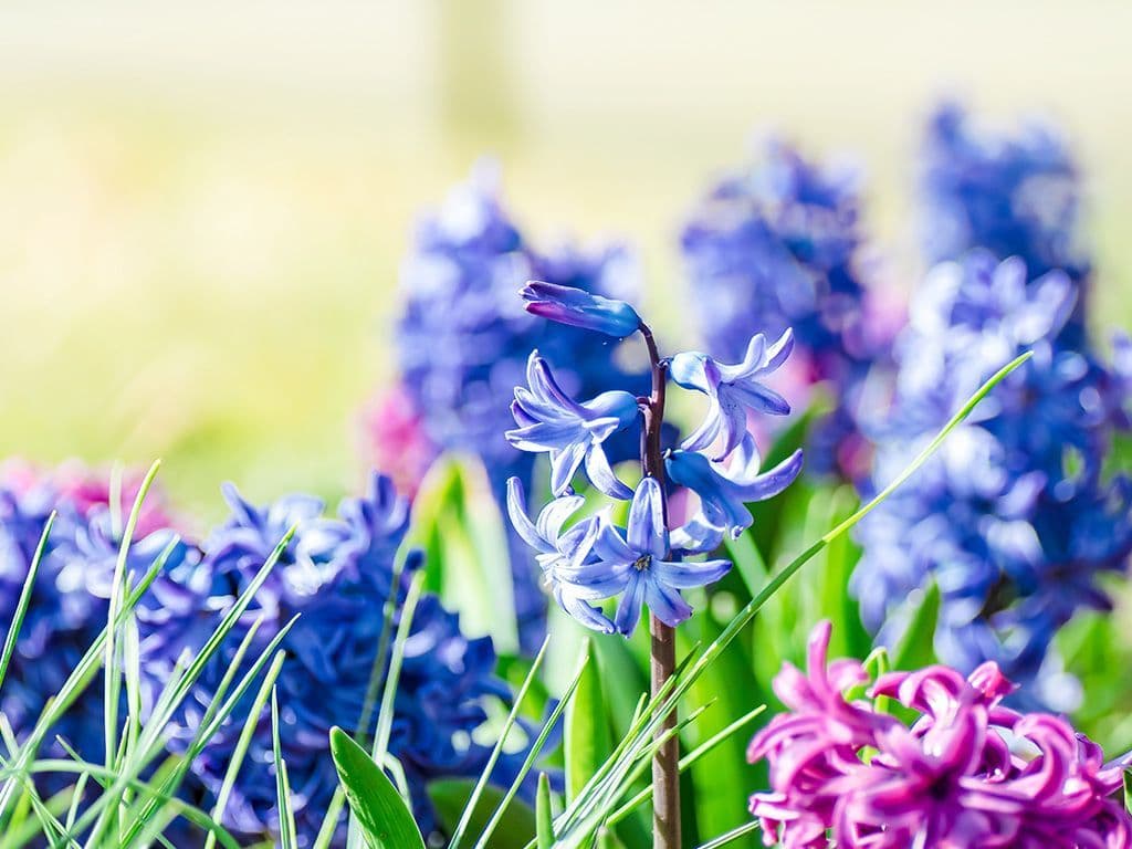 Dit siergewas groeit uit een bloembol en is lid van de aspergefamilie. Wat is de naam van deze bloem, die onder andere in Nederland veel geteeld wordt?