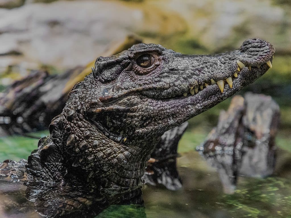 Een beetje biologie. Dit vriendelijk ogende diertje is een deel van de onderfamilie van de familie alligators. Het zijn krokodil-achtigen die alleen voorkomen in Zuid-Amerika. Ze hebben altijd stevige buikplaten die elkaar overlappen, en verschillen hiermee van alle alligators en krokodillen. Wat is de naam van deze diersoort?