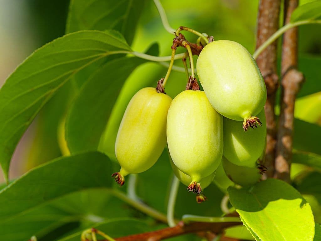 Welke kleine, gladde, eetbare vrucht, die de grootte heeft van een grote druif en qua smaak doet denken aan de bekende harige Chinese kruisbes, groeit aan een slingerplant die behoort tot het geslacht Actinidia en is extreem rijk aan vitamine C?