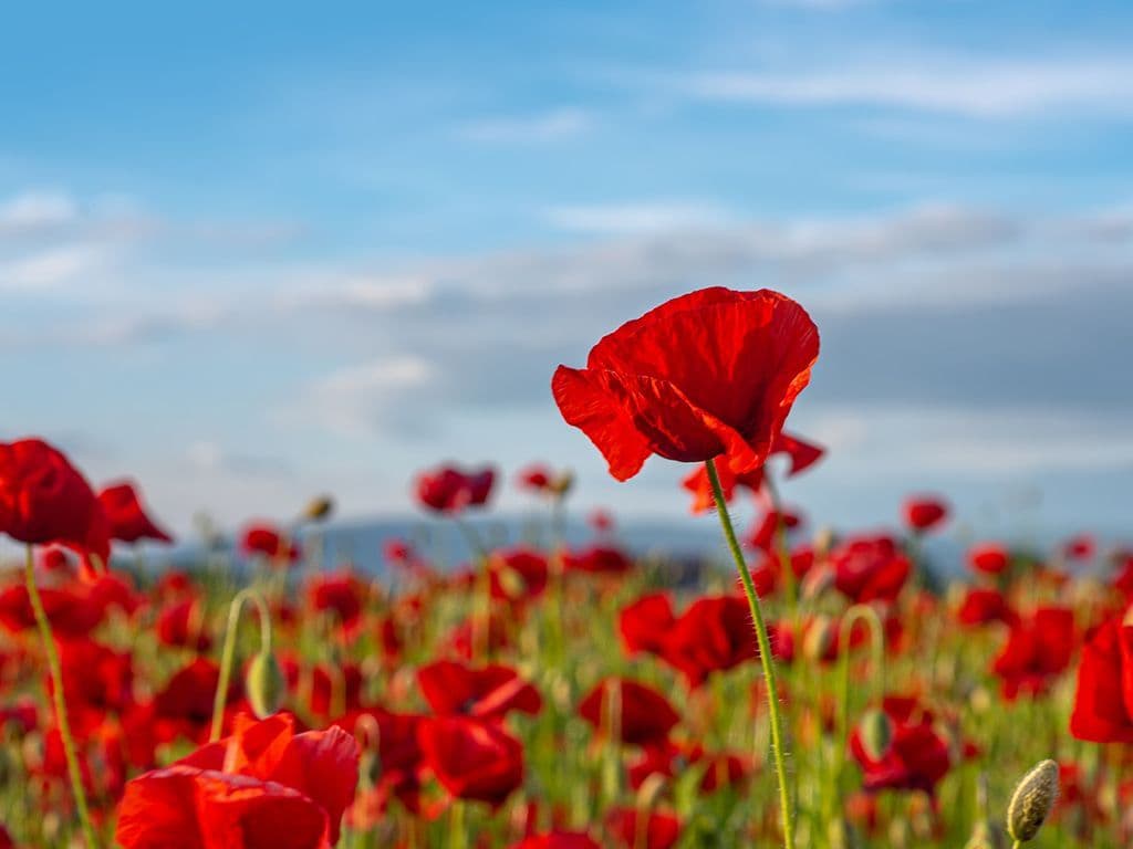 Welke bloem groeide in het Verenigd Koninkrijk uit tot het symbool van de 1ste wereldoorlog omdat ze op de slagvelden in Vlaanderen bloeide?