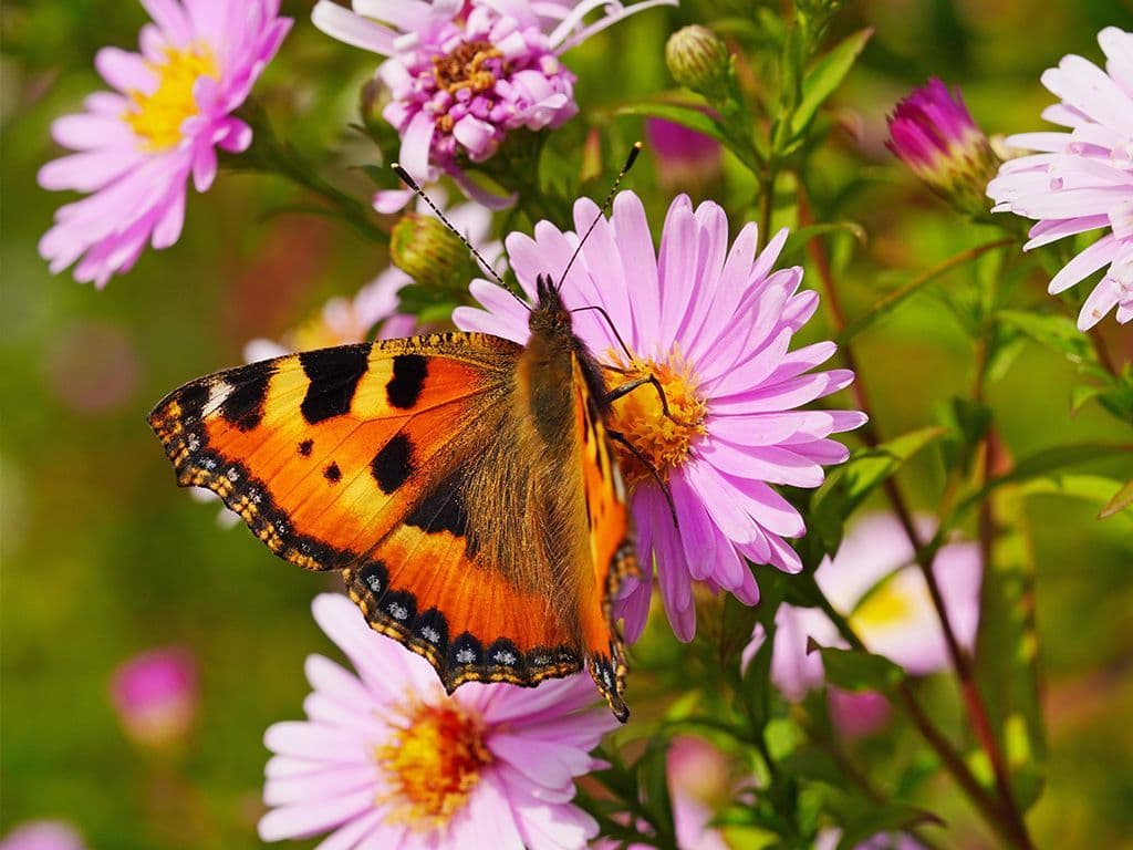 Deze vlinder behoort tot de familie van de Nymfalidae. Spanwijdte van de vleugels ligt tussen de 22 en de 25 millimeter. De vlinder komt in vrijwel heel Eurazië voor. Zijn waardplant is de grote brandnetel. Genoeg informatie: welke vlinder is dit?