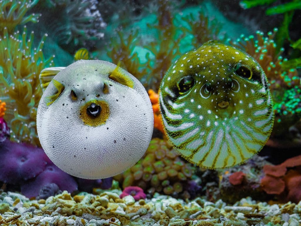 Een culinair vraagje voor de durvers. De vis die we zoeken wordt in Japan beschouwd als een delicatesse, maar het is nochtans heel gevaarlijk om ervan te eten. Dit door de aanwezigheid van tetrodotoxine, een verlammend neurotoxine. Om die reden is het serveren van de vis in België bij wet verboden. In Japan wordt het eten van 'fugu' echter als een statussymbool gezien. Japanse koks die de vis willen bereiden dienen jaarlijks een verplicht examen te hebben afgelegd om dit veilig en legaal te kunnen doen. Toch komen in Japan jaarlijks nog tientallen mensen om het leven na het eten van fugu. Wat is de Nederlandse naam van deze vis?