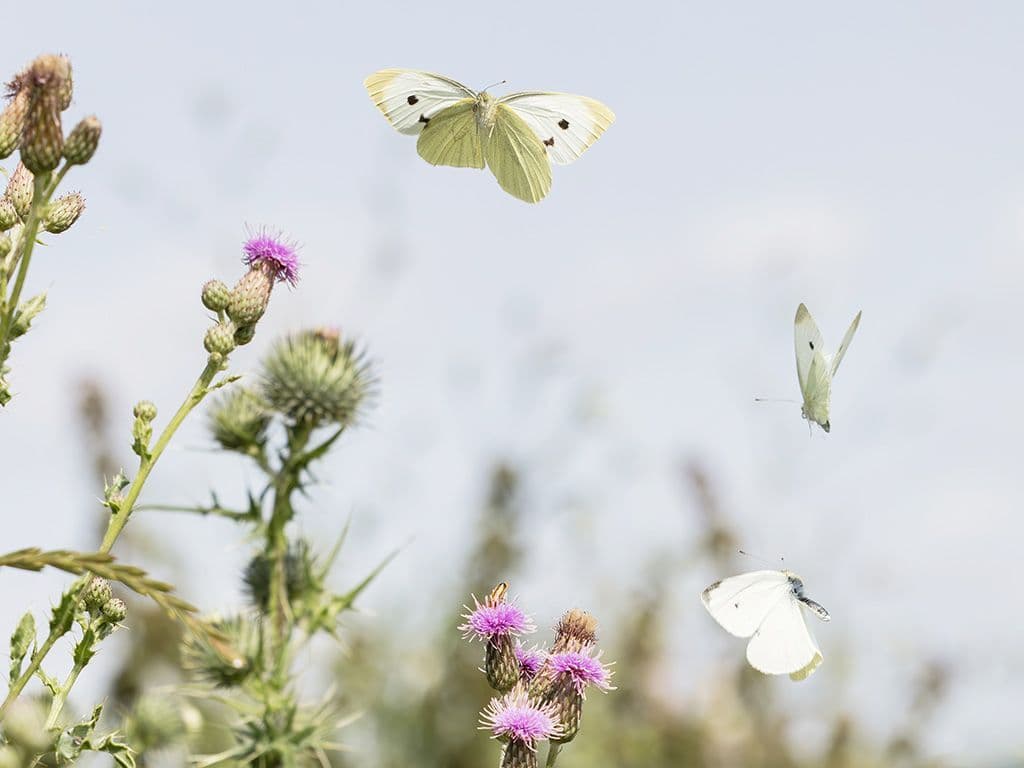 Naam van deze vlinder?