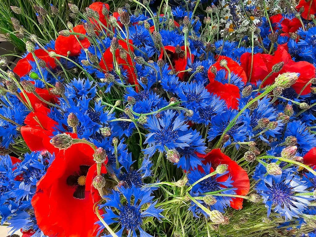 De klaproos is een symbool voor herdenking van soldaten die zijn gesneuveld, met name in de Eerste Wereldoorlog, maar ook voor troost, slaap en dood. In Frankrijk gebruiken ze eerder de blauwe bloem op de foto als het symbool ter herinnering aan veteranen, oorlogsslachtoffers, weduwen en wezen. Graag de naam van deze bloem.