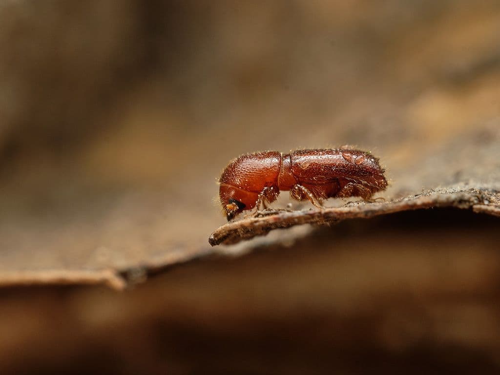 Dit is een kever uit de familie van de schorskevers, met Latijnse naam ‘Ips Typographus’.
De diertjes zijn donkerbruin, worden ongeveer een halve centimeter groot en komen vooral voor
op de fijnspar. Door de droogte van de voorbije zomers viseert deze kever vooral verzwakte
fijnsparren, en zijn er in Vlaanderen en Nederland gekapt moeten worden na aantasting. Wat is de Nederlandse
naam van deze kever?