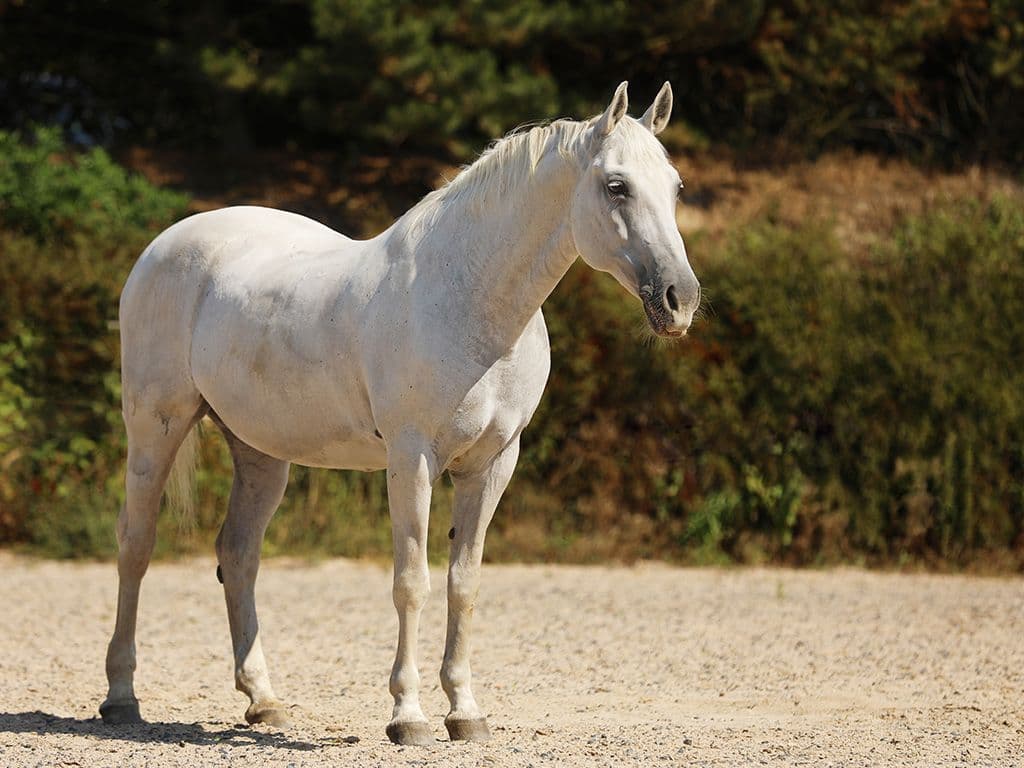 Voor vraag 5 zijn we op zoek naar een paardenras dat zijn oorsprong vind in Slovenië. Ze
worden donker geboren en witter met de jaren. Je kan ze overal ter wereld bewonderen, maar één van de bekendste plaatsen is toch de Spaanse rijschool in Wenen. Welk paarden
ras zoeken we?